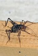 Image result for Pictures of a Cricket Spider