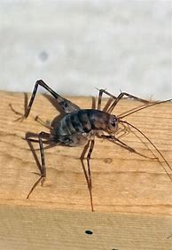 Image result for Michigan Crickets