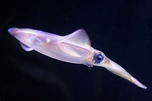 Image result for Deep Water Cephalopod