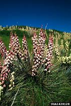 Image result for Desert Yucca Plant Arizona