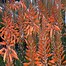 Image result for High Spice Guardian Aloe