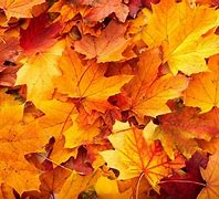 Image result for Fall Leaves Wallpaper