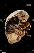 Image result for Giant Deep Sea Isopod