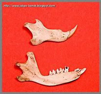 Image result for Elk Jaw Bone