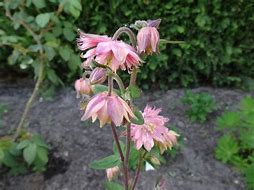 Image result for Aquilegia vulgaris Rose Barlow