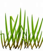 Image result for Grass Texture Top View HDR PNG