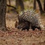 Porcupines 的图像结果