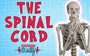 Image result for Spinal Cord for Kids