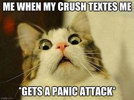 Image result for Panic Cat Meme