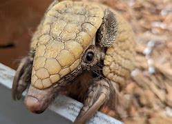 Image result for Dancing Armadillo