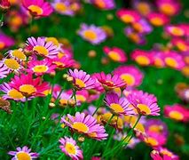 Image result for Awesome Flowers HD