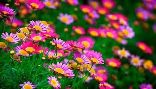 Image result for Clear Laptop Wallpaper Flowers
