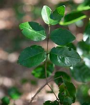 Image result for Krugiodendron Ferreum