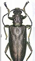 Image result for Dogania Trionychidae