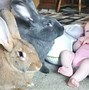 Image result for 6 Foot Tall Rabbit