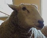 Image result for Domestic sheep