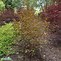 Physocarpus opulifolius Amber Jubilee に対する画像結果