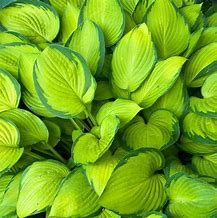 Image result for Hosta Stained Glass