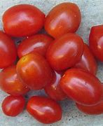 Image result for Sea Grape Seeds
