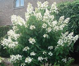 Hydrangea paniculata Levana に対する画像結果