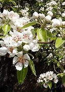 Bildergebnis für Pyrus communis Kriekpeer