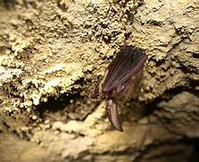 Image result for Bat Caves in Virginia