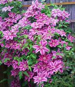 Image result for Clematis Dr Ruppel Pruning