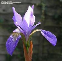 Image result for Iris sibirica Papillon