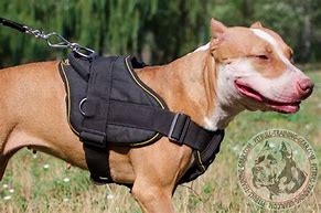 Image result for Pit Bull Terrier Dog Harness