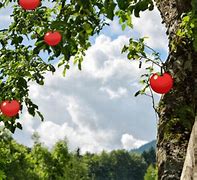 Image result for List of All Fruit Trees