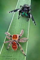 Image result for Phidippus Regius Jumping Spider
