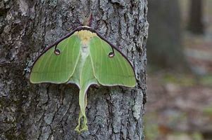 Image result for Australian Wood Moth