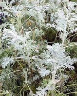 Image result for Artemisia arborescens Little Mice