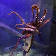 Image result for Giant Octopus Aquarium