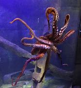 Image result for World Record Octopus
