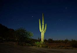 Image result for Cactus Forest Night