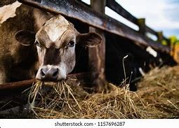 Image result for Shocked Cow