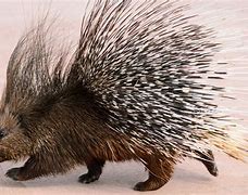 Image result for African Porcupine Animal
