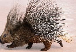 Image result for Small Porcupine Like. Animal
