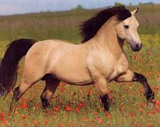 Image result for Buckskin Horse