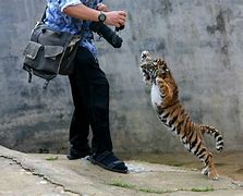 Image result for Pics of Tiger Attack