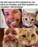 Image result for Cat Memes but Their Actally Funny