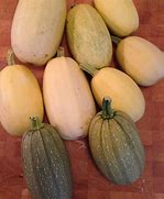 Image result for Green Oval Squash
