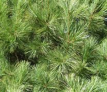 Image result for Evergreen Texture