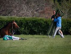 Image result for Horse Racing Injuries