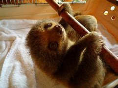 Image result for Baby Sloth Background