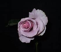 Image result for White Glitter Roses