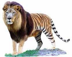 Image result for A Liger