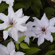 Image result for Clematis Snow Queen