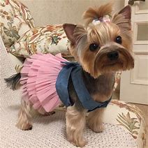 Image result for Instagram Dogs Dressed Up